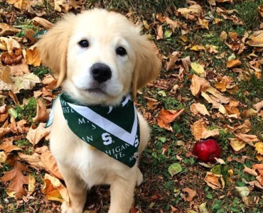 Вы не сможете сдержать улыбку, глядя на этого милого пса с брекетами