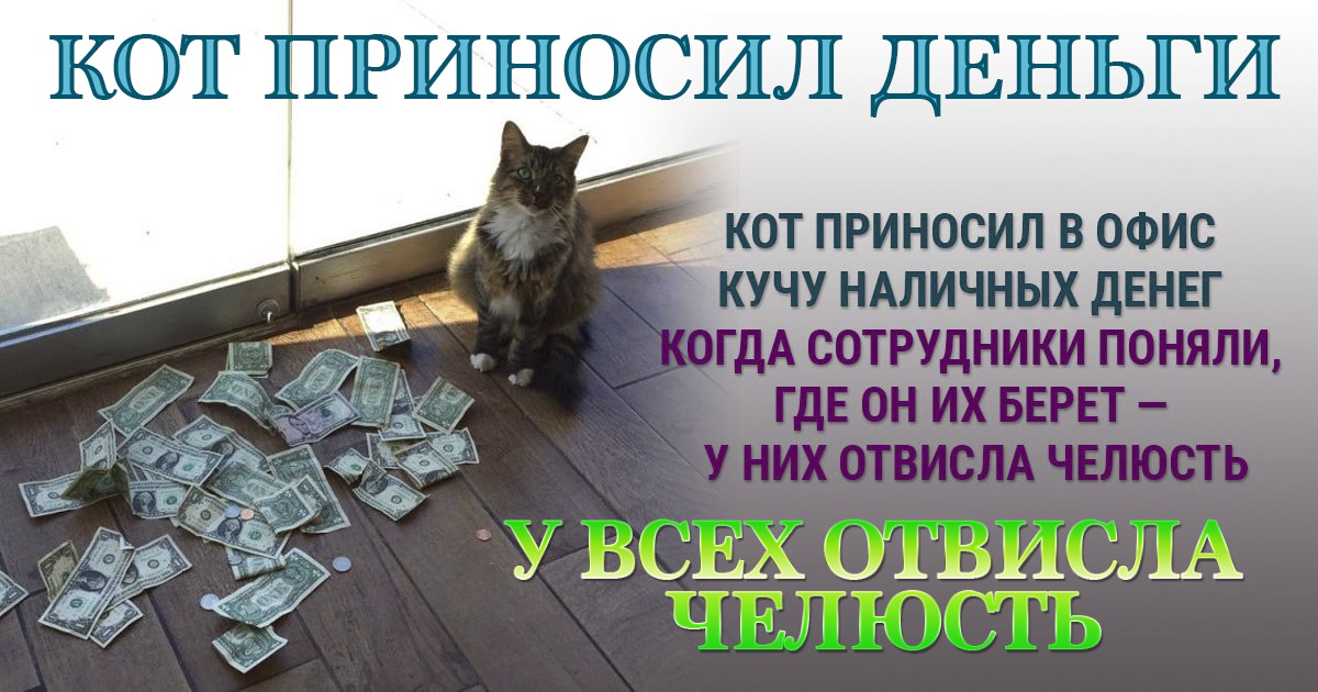 Бывший хочет помогать деньгами. Кот приносящий деньги. Кот с деньгами. Денежный котик. Коты приносят деньги.