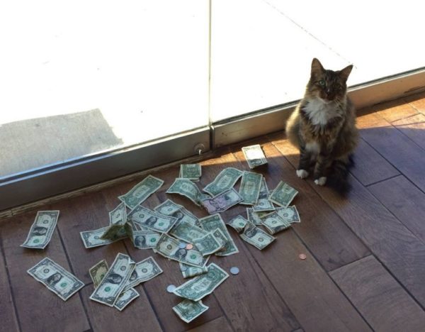 чтобы были деньги в игре кот