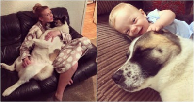 Беременная не понимала, что собака предупреждала её об опасности…