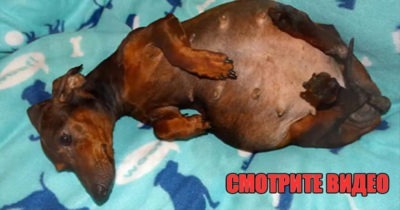 Хозяева оставили беременную таксу погибать на улице. Когда она родила, никто не ожидал увидеть это.