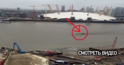 Странное существо, похожее на лох-несское чудовище, напугало сотни очевидцев (видео)