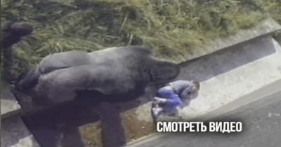 Ребёнок упал в вольер с гориллами. Пока спасатели спешили на помощь, к нему подошел …