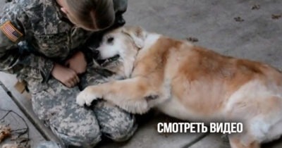 Пожилая собака не может перестать плакать, когда хозяин наконец возвращается домой