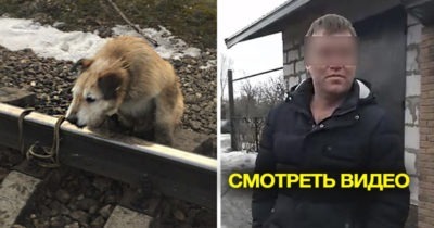«Он своё отжил»: Хозяин привязал собаку к рельсам, чтобы избавиться от неё