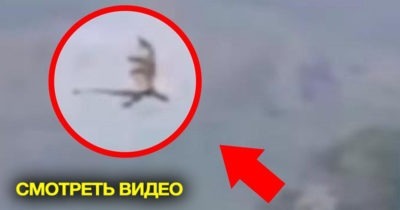 “Редкие кадры ” Дракон пойманный на плёнку